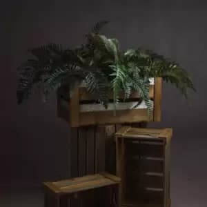Image of Fern Bunch