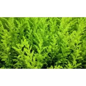 Image of Thompson & Morgan Thompson and Morgan Italian Cypress Tree - Cupressus Goldcrest 10.5cm Pot x 2