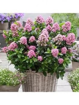 Image of Escallonia Laevis 'Pink Elle' 2L