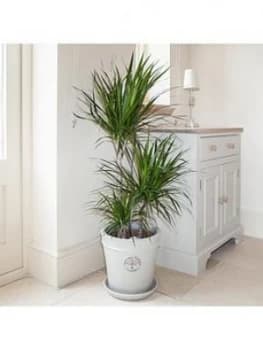 Image of Dracaena Marginata 3 Stem 60 30 15Cm