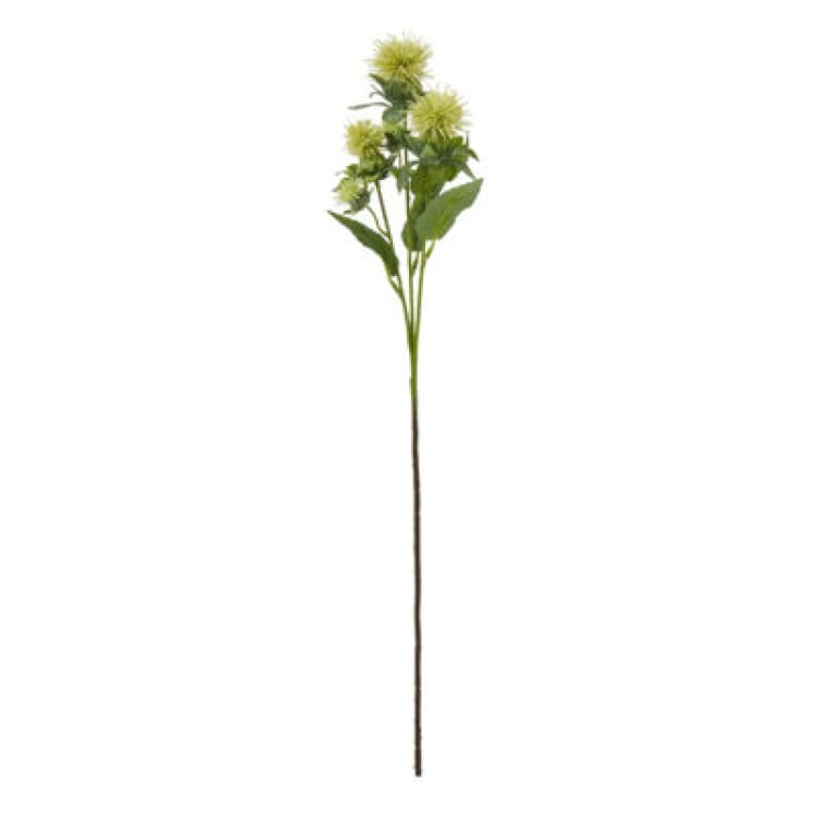 Image of Green Safflower Spray
