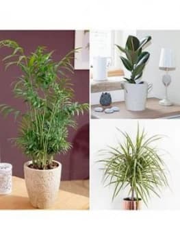 Image of Foliage Houseplant Mix 3 X 12Cm