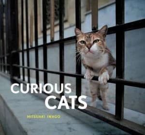 Image of Curious Cats by Mitsuaki Iwago Hardback