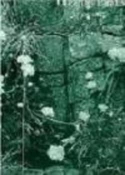 Image of Selected Poems 1965-1993 by Clive Wilmer Book