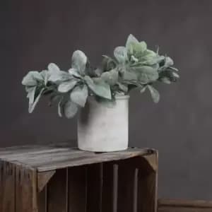 Image of Lambs Ear Spray