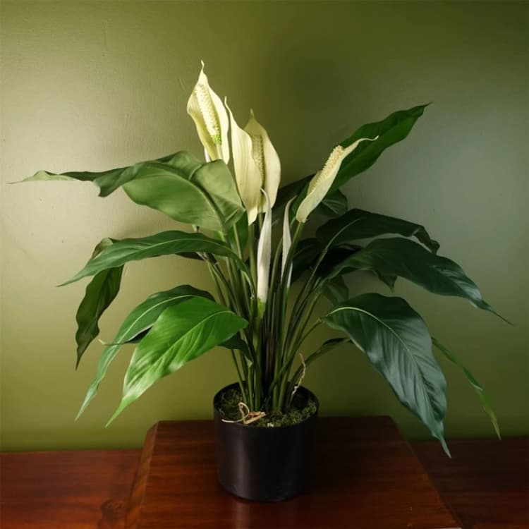 Image of Leaf Artificial Plant Large Lily Peace White Spathiphyllum Botanik White