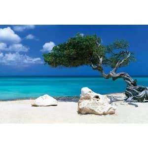 Image of Tom Mackie Divi Divi Tree Poster
