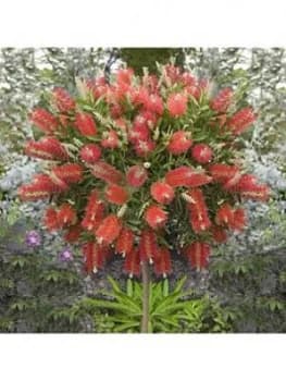 Image of Callistemon Kings Park' Standard 90Cm Tall