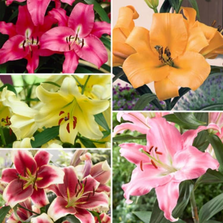 Image of You Garden Yougarden 15 Premium Skyscraper Lily Bulbs, Selection Of 15 Flower Bulbs, Including Three Each Of Five Colours And Varieties