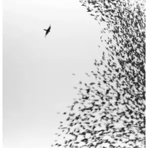 Image of Wilco - Sky Blue Sky Vinyl