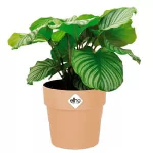 Image of Plant Pot Nude 5.5x5.1 IN 1,3L
