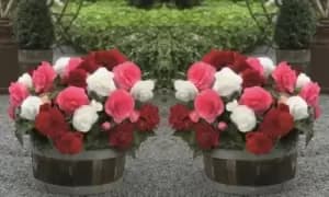Image of Begonia Nonstop Berries & Cream Mix: 10 Tubers