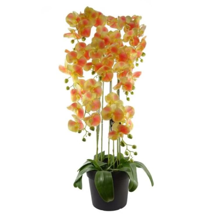 Image of Leaf Orchid Green unisex