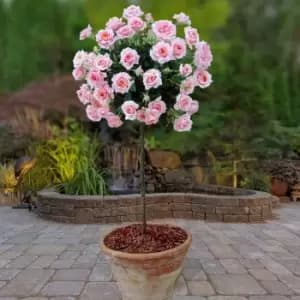 Image of Yougarden Pair of Pink Standard Roses 2pk