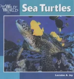Image of Sea turtles by Lorraine A. Jay