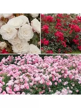 Image of Groundcover Roses - Classic Collection 3X9 Cm
