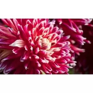 Image of Thompson & Morgan Thompson and Morgan Dahlia Dinner Plate Ferncliff Illusion 1 Tuber
