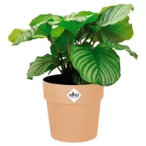 Image of Plant Pot Nude 7.1x6.7 IN 2,9L