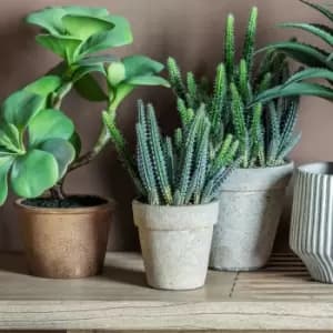 Image of Gallery Interiors Cereus With Cement Pot Grey Cactus / Small