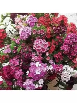 Image of Sweet William Vesuvio (20 Garden Ready Plants)