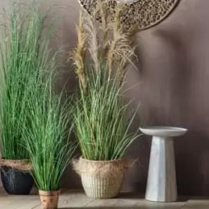 Image of Crossland Grove Pampas Grass W/7 Heads 500X500X1700Mm