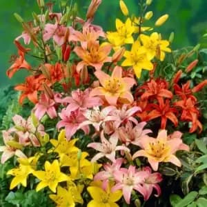 Image of YouGarden Longiflorum Asiatic LA Lily x 25 Bulbs