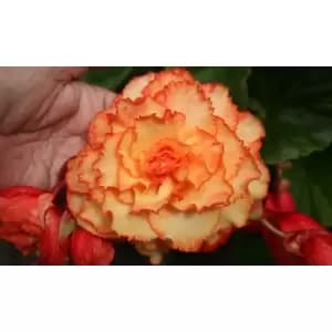 Image of Thompson & Morgan Thompson and Morgan Begonia Cascading Fireball 10 Tubers