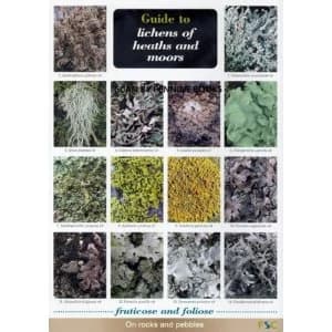 Image of Guide to Lichens of Heaths and Moors 2007 Other printed item