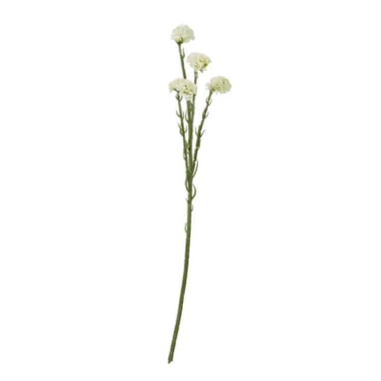 Image of Cream Statice Spray