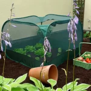 Image of Pop-Up Net Fruit Cage - 1.25m x 1.25m x 0.75m High