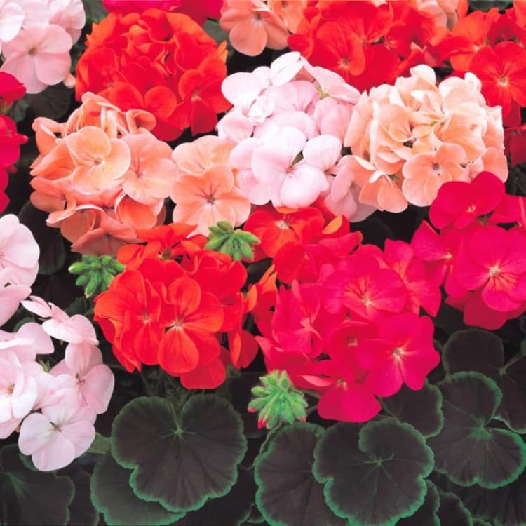 Image of YouGarden Geranium Bullseye Mixed (12 Plug Plants) Red unisex 12 Plug Pl
