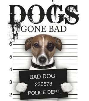 Image of Dogs gone bad by Jack Russell