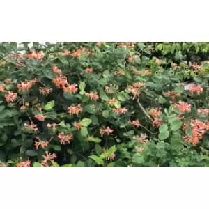 Image of Thompson & Morgan Thompson and Morgan Honeysuckle 'Celestial' potted lonicera plants 15cm x 2