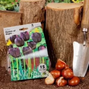 Image of YouGarden Tulip Queen of the Night 20 bulbs size 10/11 - Brown