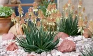 Image of Aloe Safari Sunrise, One Plant