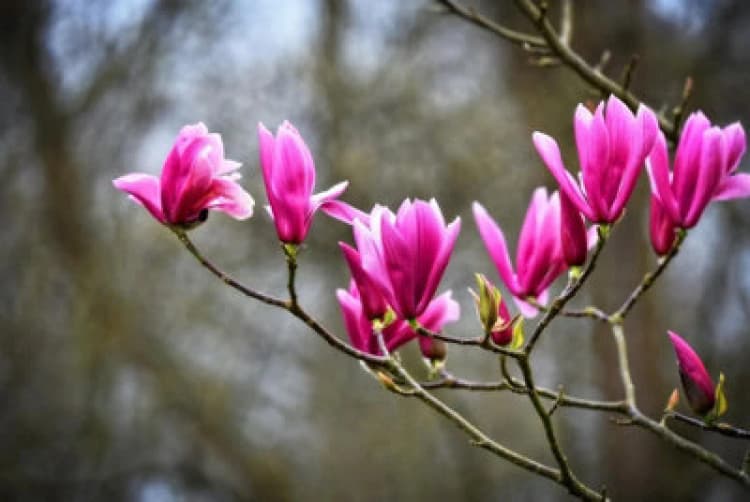 Image of Direct Plants 1X 3-4ft Large Magnolia Susan Plant Tree - Deep Pink Flowers - 3L