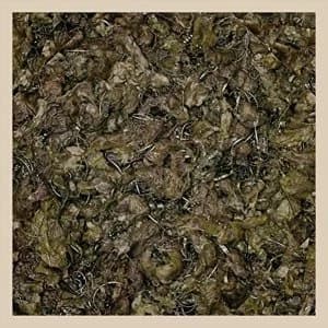 Image of Piss Vortex - Future Cancer Vinyl
