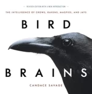 Image of bird brains the intelligence of crows ravens magpies and jays