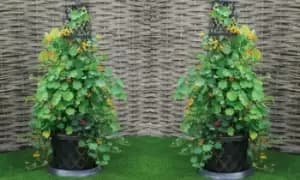 Image of Decorative Tower Pot: One