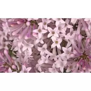 Image of Thompson & Morgan Thompson and Morgan Weigela 'Towers of Flowers' Duo - 2 Plants