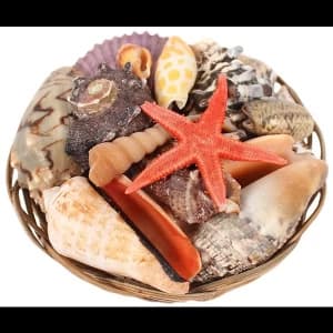 Image of 4" Shell Basket