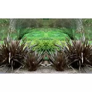 Image of Thompson & Morgan Thompson and Morgan Phormium 'Black Velvet' 9cm pot - 2 plant