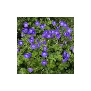 Image of Geranium 'Rozanne' 2L