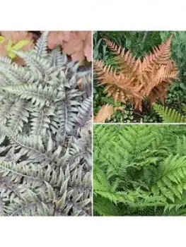 Image of Colourful Hardy Fern Collection 3 Colours In 9Cm Pots