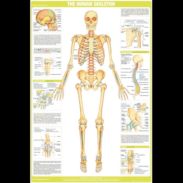 Image of Chartex - The Human Skeleton Maxi Poster
