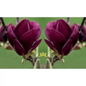 Image of Thompson & Morgan Thompson and Morgan Magnolia Genie 9cm Pot x 2
