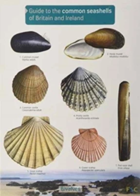 Image of Guide to the Common Seashells of Britain and Ireland Fold-out book or chart