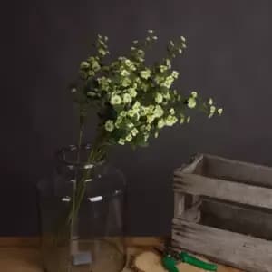 Image of Green Wild Meadow Rose