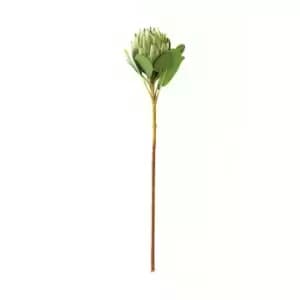 Image of Large Green Protea