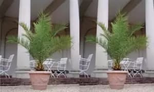 Image of Canary Island Phoenix Palms 1.5-Litre Pot Plant: One